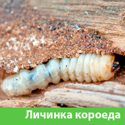 Уничтожение личинок короеда в Ростове-на-Дону